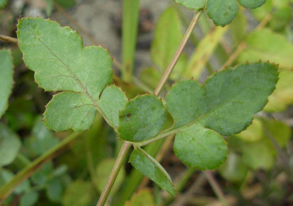 Peucedanum  cervaria (=Cervaria rivini ) / Imperatoria cervaria